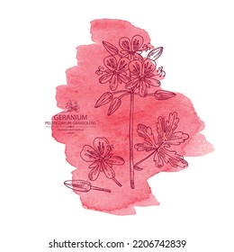 Watercolor background with geranium: geranium plant, leaves and geranium flowers. Pelargonium graveolens. Cosmetic, perfumery and medical plant. Vector hand drawn illustration