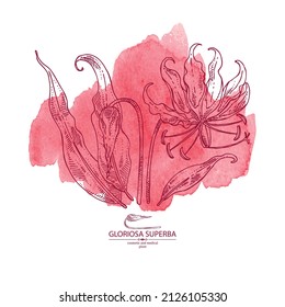 Watercolor background with gloriosa superba: gloriosa superba plant, leaves and gloriosa superba flowers. Cosmetic, perfumery and medical plant. Vector hand drawn illustration