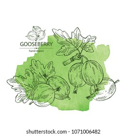 Watercolor background with gooseberry: branch of gooseberry, berries and leaves. Vector hand drawn illustration. 
