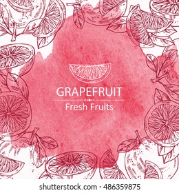 Watercolor background with grapefruit . hand drawn
