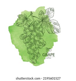 Watercolor background with grapes: grapes, grape leaf and  grape branch. Vector hand drawn illustration.