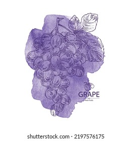Fondo acuarela con uvas: uvas, hojas de uva y ramas de uva. Ilustración dibujada a mano por vectores.