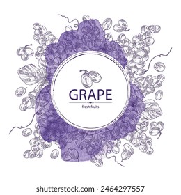 Watercolor background with grapes: grapes, grape leaf and  grape branch. Vector hand drawn illustration.