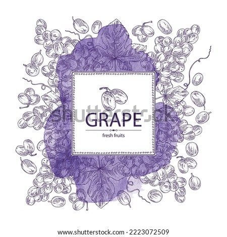 Watercolor background with grapes: grapes, grape leaf and  grape branch. Vector hand drawn illustration.