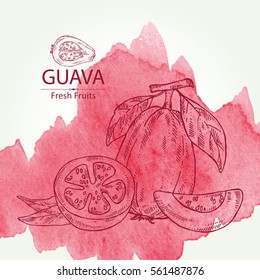 Watercolor background with guava and guava slice. hand drawn