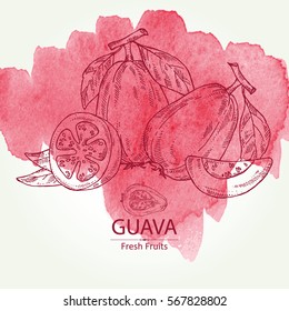 Watercolor background with guava and guava slice. hand drawn.