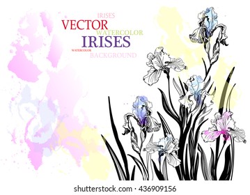 Watercolor background with hand drawn iris.