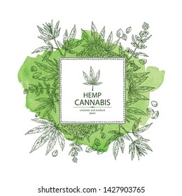 Watercolor Background With Hemp: Cannabis Seeds And Plant. Superfood. Cosmetic And Medical Plant. Vector Hand Drawn Illustration