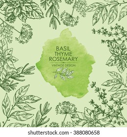 Watercolor background with Herbs. Bay leaf, basil, thyme, rosemary, mint, hand drawn