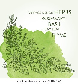 Watercolor background with Herbs. Bay leaf, basil, thyme, rosemary, hand drawn