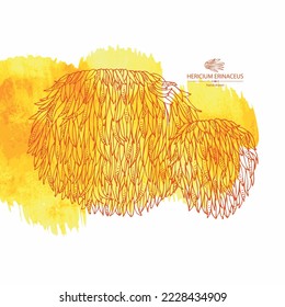 Watercolor background with hericium erinaceus: piece of lion's mane mushroom, hericium erinaceus mushrooms. Vector hand drawn mushroom illustrations