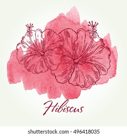 Watercolor background with hibiscus, tropical plant.  Herbal tea. hand drawn