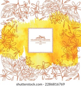 Watercolor background with holarrhena pubescens: holarrhena pubescens plant, leaves and holarrhena pubescens flowers. Cosmetic, perfumery and medical plant. Vector hand drawn illustration