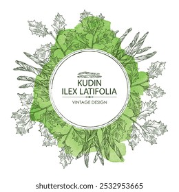 Watercolor background with holly broadleaf: plant, kudin leaves and holly broadleaf dry leaves. Kudin tea. Vector hand drawn illustration.