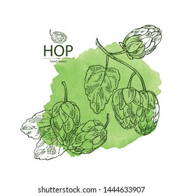 Watercolor background with hops: plant and cone of hops. Cosmetic and medical plant. Vector hand drawn illustration