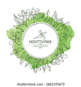 Watercolor background with houttuynia: houttuynia flowers and leaves. Houttuynia cordata, Cosmetic and medical plant. Vector hand drawn illustration