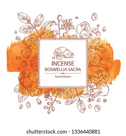 Watercolor background with Incense: leaves , flowers and resin of incense. Boswellia sacra. Perfumery, cosmetics and medical plant. Vector hand drawn illustration