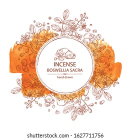 Watercolor background with Incense: leaves , flowers and resin of incense. Boswellia sacra. Perfumery, cosmetics and medical plant. Vector hand drawn illustration