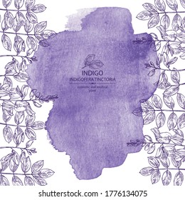 Watercolor background with Indigofera tinctoria: plant, flowers and leaves of indigo. Cosmetic and medical plant. Vector hand drawn illustration.