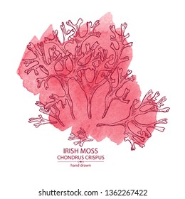 Watercolor background with irish moss: irish moss seaweed. Red edible seaweed. Vector hand drawn illustration.