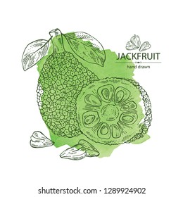 Watercolor background with jackfruit: fruit and jackfruit slice. Vector hand drawn illustration.
