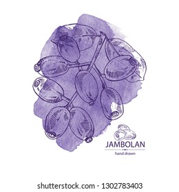 Watercolor background with jambolan: jambolan fruit and leaves. Vector hand drawn illustration.