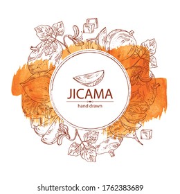 Watercolor background with jicama: tuber of jicama, leaves, flower and slice. Pachyrhizus erosus. Vector hand drawn illustration. 
