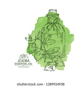 Watercolor background with jojoba nuts and bottle of essential oil. Cosmetic, perfumery and medical plant. Vector hand drawn 