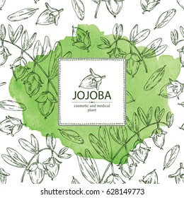 Watercolor background with jojoba: nuts, branch and fruit. Cosmetics and medical plant. hand drawn