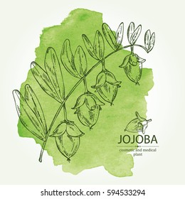 Watercolor background with jojoba nuts. Cosmetics and medical plant. hand drawn.