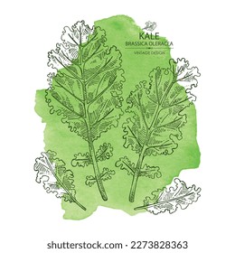 Watercolor background with kale: kale plant and kale leaves. Brassica oleracea. Vector hand drawn illustration. 