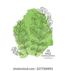 Fondo acuarela con kale: planta de kale y hojas de kale. Brassica oleracea. Ilustración dibujada a mano por vectores. 