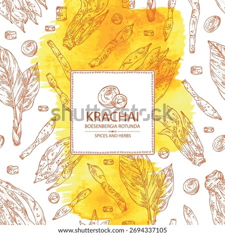 Watercolor background with krachai: krachai root and leavers, chinese ginger. Boesenbergia rotunda. Vector hand drawn illustration.