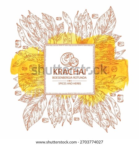 Watercolor background with krachai: krachai root and leavers, chinese ginger. Boesenbergia rotunda. Vector hand drawn illustration.