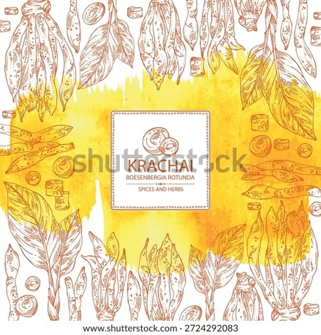 Watercolor background with krachai: krachai root and leavers, chinese ginger. Boesenbergia rotunda. Vector hand drawn illustration.