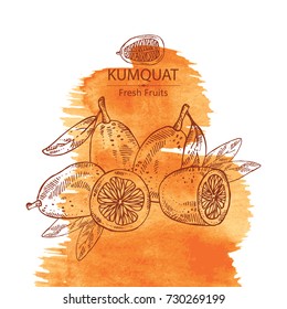 Watercolor background with kumquat: kumquat and slice of kumquat. Vector hand drawn illustration. 