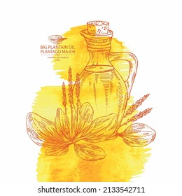Watercolor background with large plantain: large plantain plant, leaves and bottle of large plantain oil. Plantago major Vector hand drawn illustration