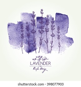 Watercolor Background With Lavender. Hand Drawn