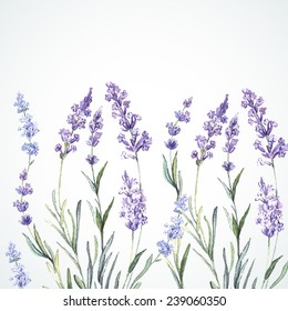 Watercolor background of Lavender. Watercolor.Vector illustration. Illustration for greeting cards, invitations, and other printing projects. 