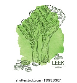 Watercolor background with leek: full leek and slices. Vector hand drawn illustration. 