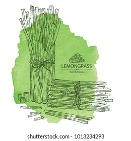 Watercolor background with lemongrass: bunch, plant and dry lemongrass,. Vector hand drawn illustration.