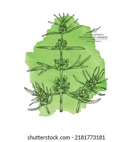 Watercolor background with  leonurus japonicus: motherwort Japanese plant, leaves and leonurus japonicus flowers. motherwort Japanese. Cosmetic, perfumery and medical plant. Vector hand drawn 