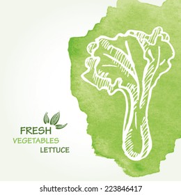 Watercolor background with lettuce in vector. 