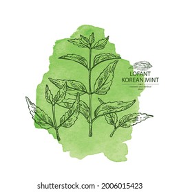 Watercolor background with lofant: lofant plant, leaves and korean mint flowers. Wrinkle gaint hyssop. Cosmetic and medical plant. Vector hand drawn illustration