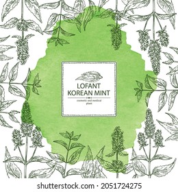 Watercolor background with lofant: lofant plant, leaves and korean mint flowers. Wrinkle gaint hyssop. Cosmetic and medical plant. Vector hand drawn illustration