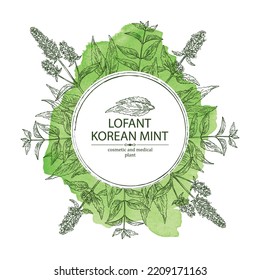 Watercolor background with lofant: lofant plant, leaves and korean mint flowers. Wrinkle gaint hyssop. Cosmetic and medical plant. Vector hand drawn illustration