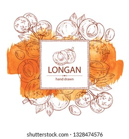 Watercolor background with longan: fruit and longan slice. Vector hand drawn illustration. 