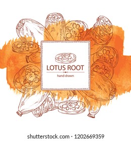 Watercolor background with lotus root: root and piece of lotus root. Vector hand drawn illustration.