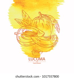 Watercolor background with lucuma: fruit, lucuma slice and leaves. Super food. Vector hand drawn illustration