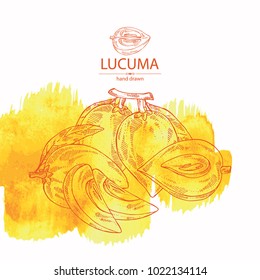 Watercolor background with lucuma: fruit, lucuma slice and leaves. Super food. Vector hand drawn illustration
